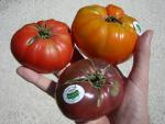 CIMG1367-tomatofest1.jpg