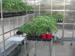 greenhouse 2011.02.22 029.JPG