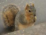 Squirrel_0669