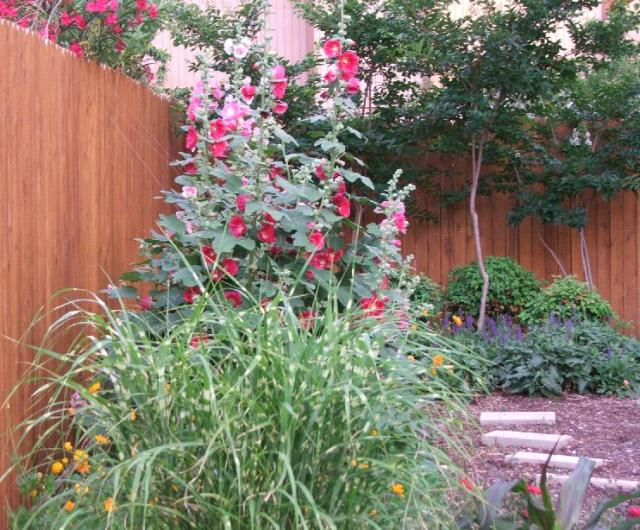 hollyhocks, zebra grass