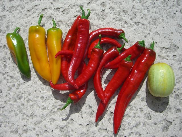 CIMG2949-jimmynardellopeppers7_ goldenmarconi.jpg