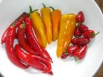 CIMG2955-jimmynardellopeppers8_ goldenmarconi.jpg