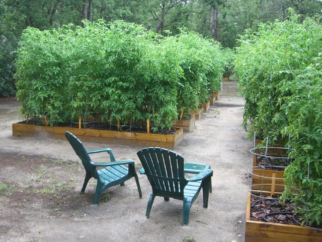 CIMG3028-tomatobeds.jpg