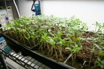 IMG_7588-seedlings5